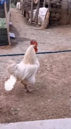 ayam terkentut