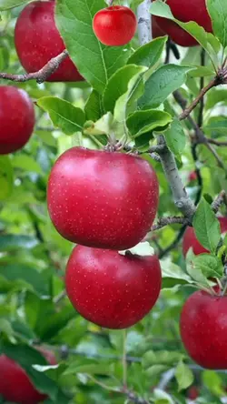 Buah Apel 