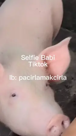 Selfie sama babi