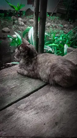 KUCING GALAU