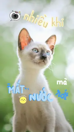 Mèo bức xúc
