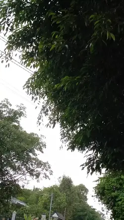 mẫu không màu 
