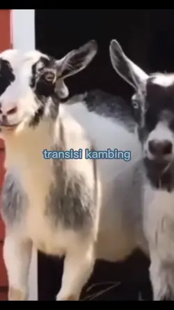 Kambing ketawa