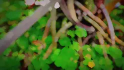 cinematic plants