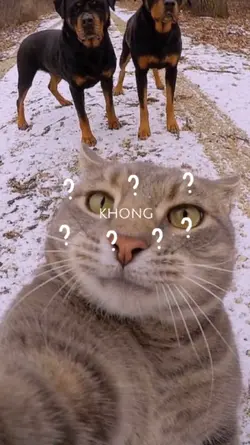 Đen Đá Không Đường