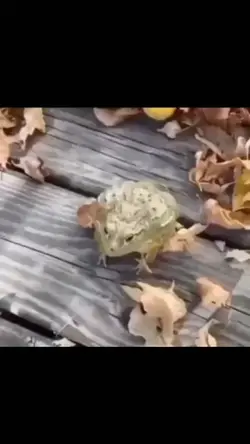 mentahan