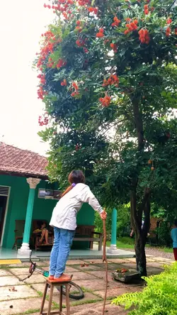 Rambutan