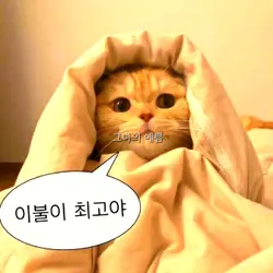 예비캡크 마지막 날••!