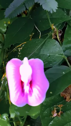 the beauty of flower