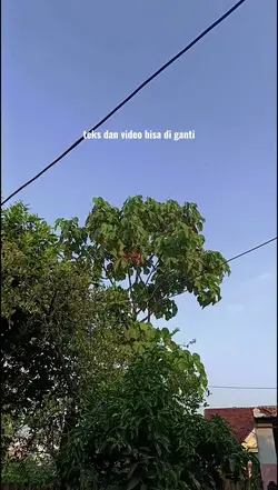 mentahan teks video