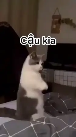 Này cậu kia
