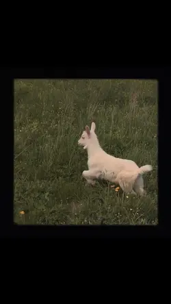 Film cam