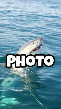 shark ！！
