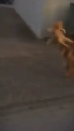 oyen kucing terkuat 