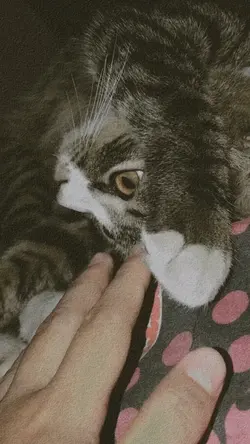 Cat lovers paham ini
