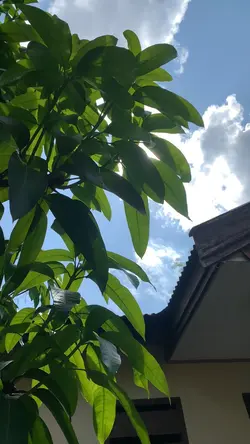 Halman rumah