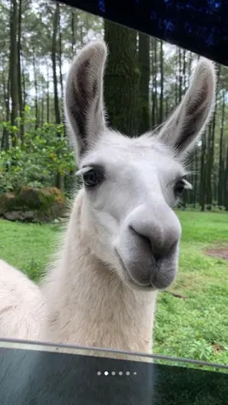 Foto geser tiktok
