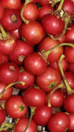 Kerson Fruit