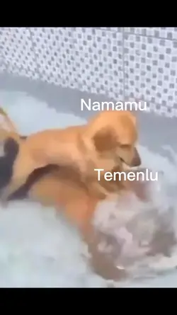 Anjing balas dendam