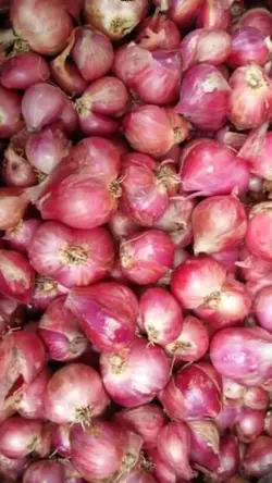 onion 