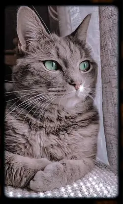 my cat