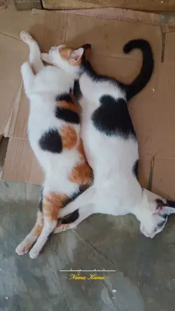 chloe vs nala