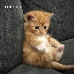 mypettheowner