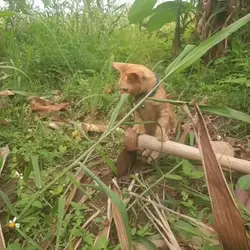 Kucing