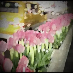 1pic 1:1