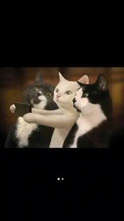 trend 3 kucing 