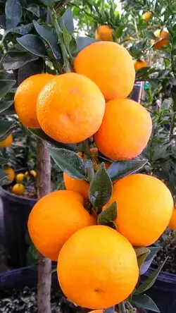 Orange Fruit