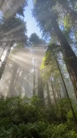 yg suka di hutan nih