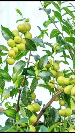 Jujube Fruits