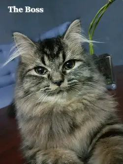 the Boss