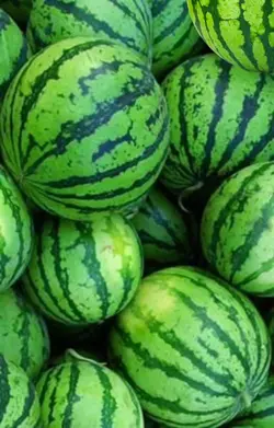 watermelon meme