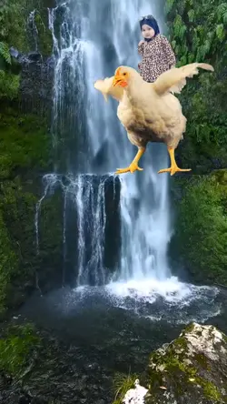 Naik Ayam