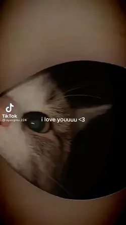 #cutecat