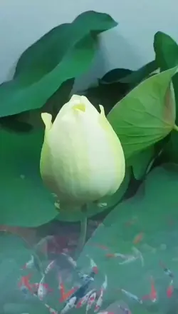 #flower
