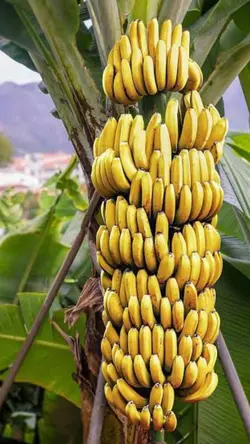 Sweet Banana