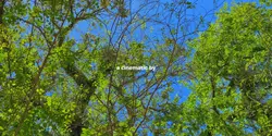 cinematic wind narut