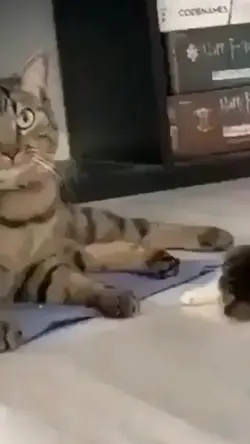 kucing nakal