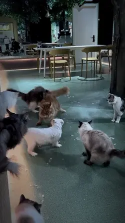 Kucing Oyen Beraksi
