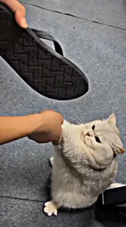Kucing lucu