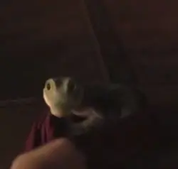 lalalalala crocodile