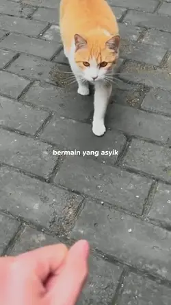 video random ngakak