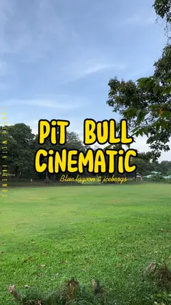 Pit bull