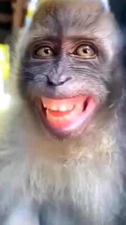 monyet ketawa