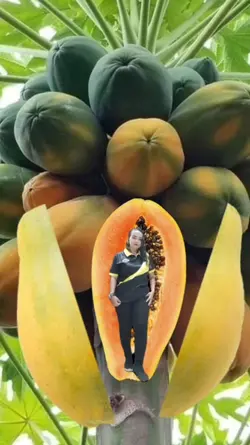 Buah pepaya Ajaib