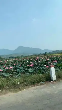 Chuyển cảnh cây trai