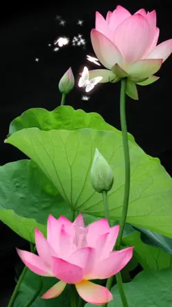 Bunga Lotus